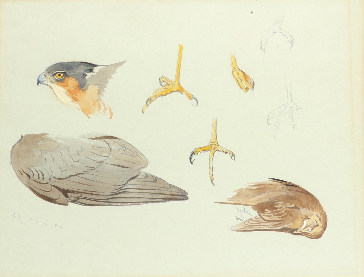Studies of a sparrowhawk by Archibald Thorburn