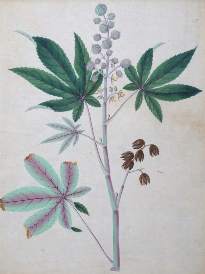 Botanical studies of tree flowers by English School