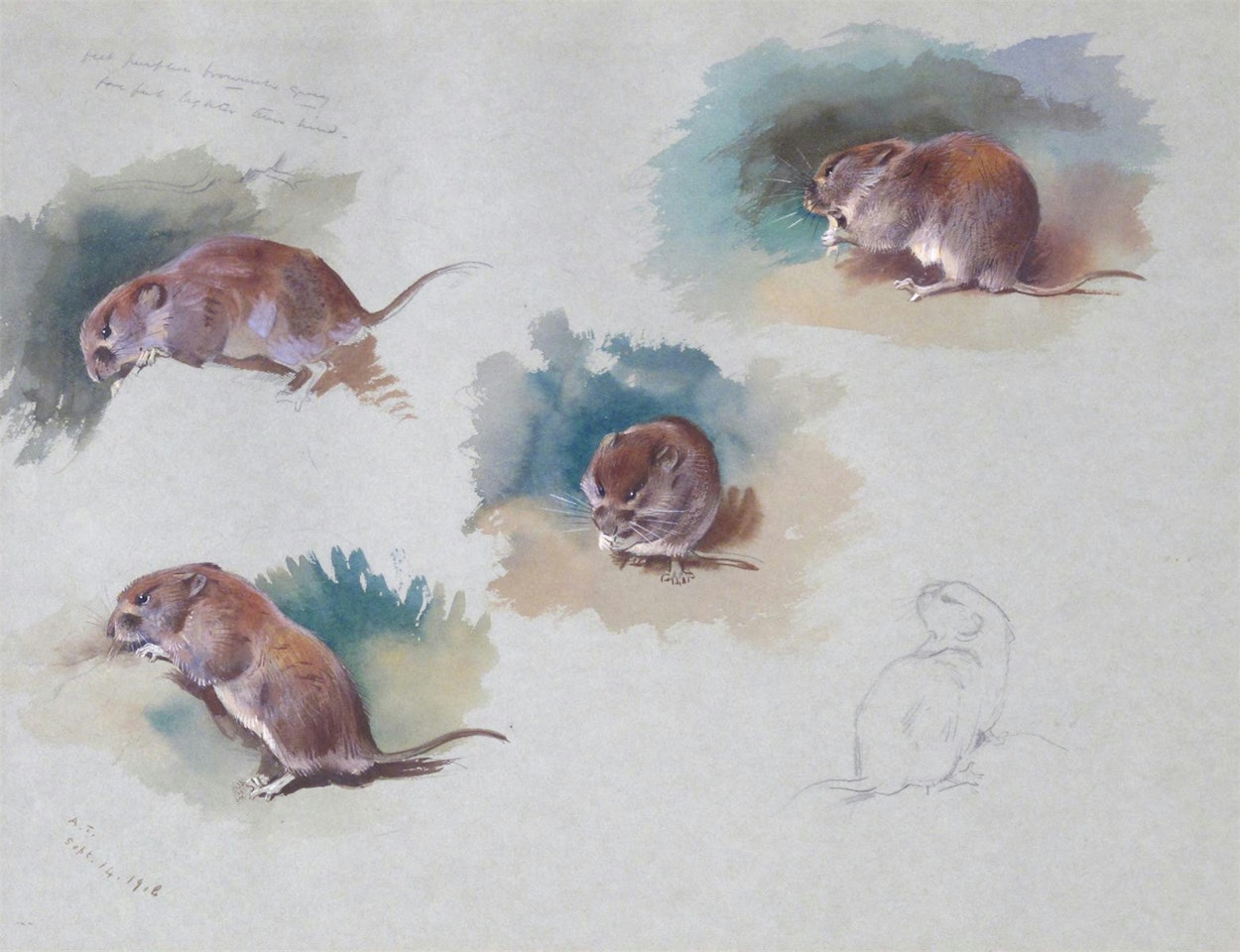 Studies of a mouse by Archibald Thorburn