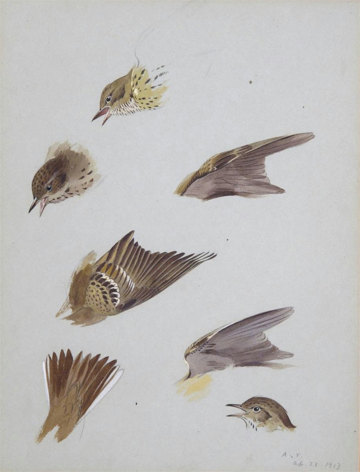 Studies of a thrush by Archibald Thorburn