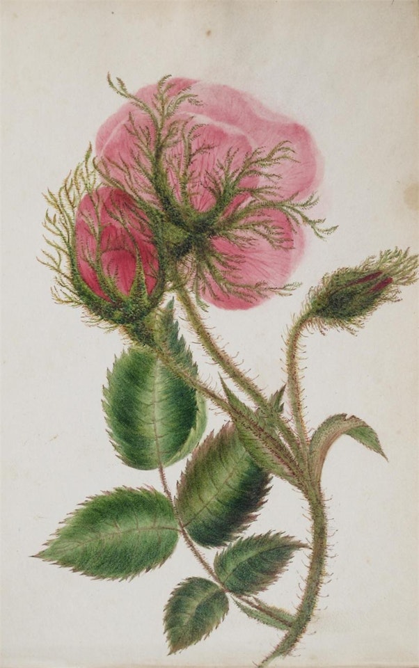 A album containing c.33 leaves of botanical, ornithological, landscape and portrait drawings and paintings by English School