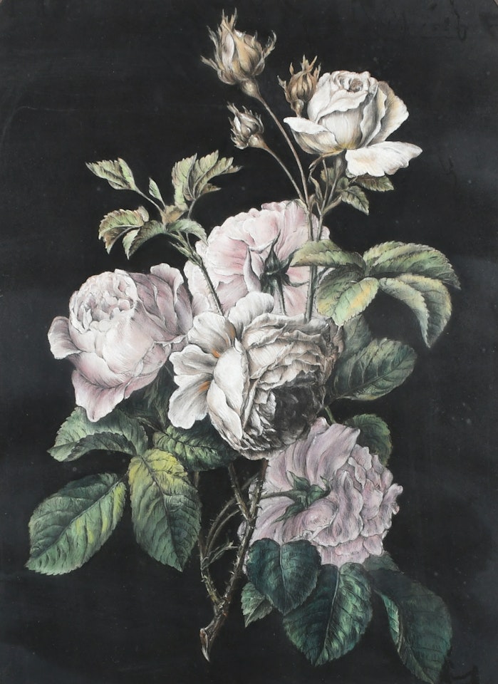 Study of roses by English School