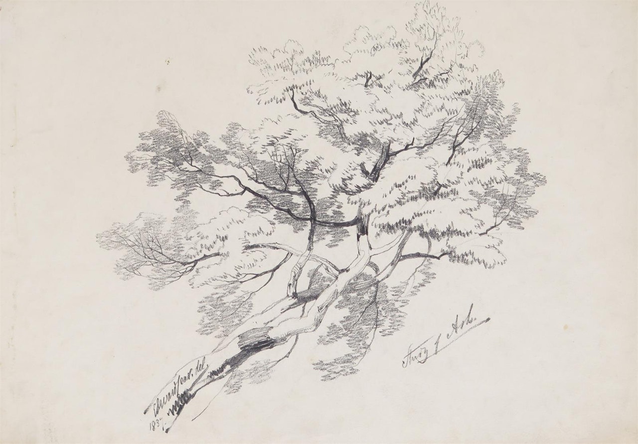 Study of Ash by Edward Lear