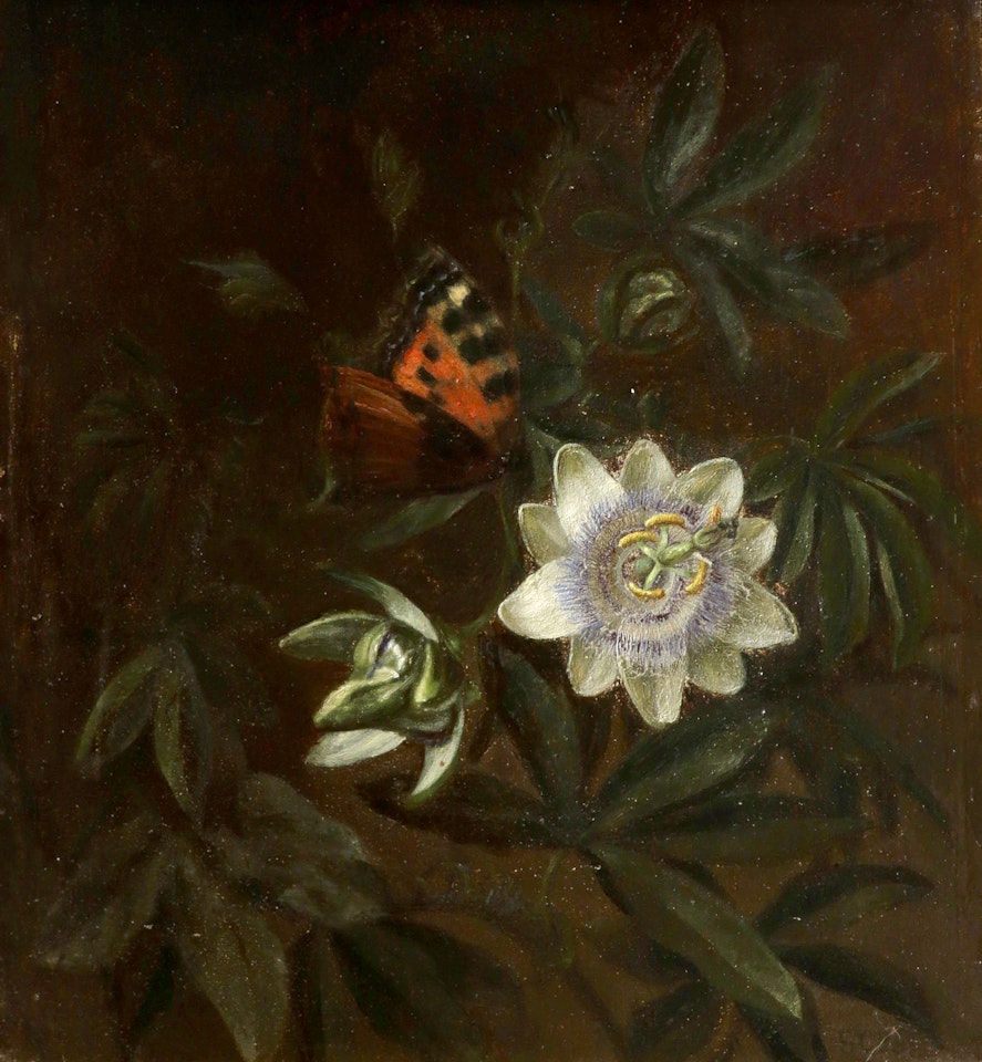 Still life with blue passionflower and butterfly by Continental School