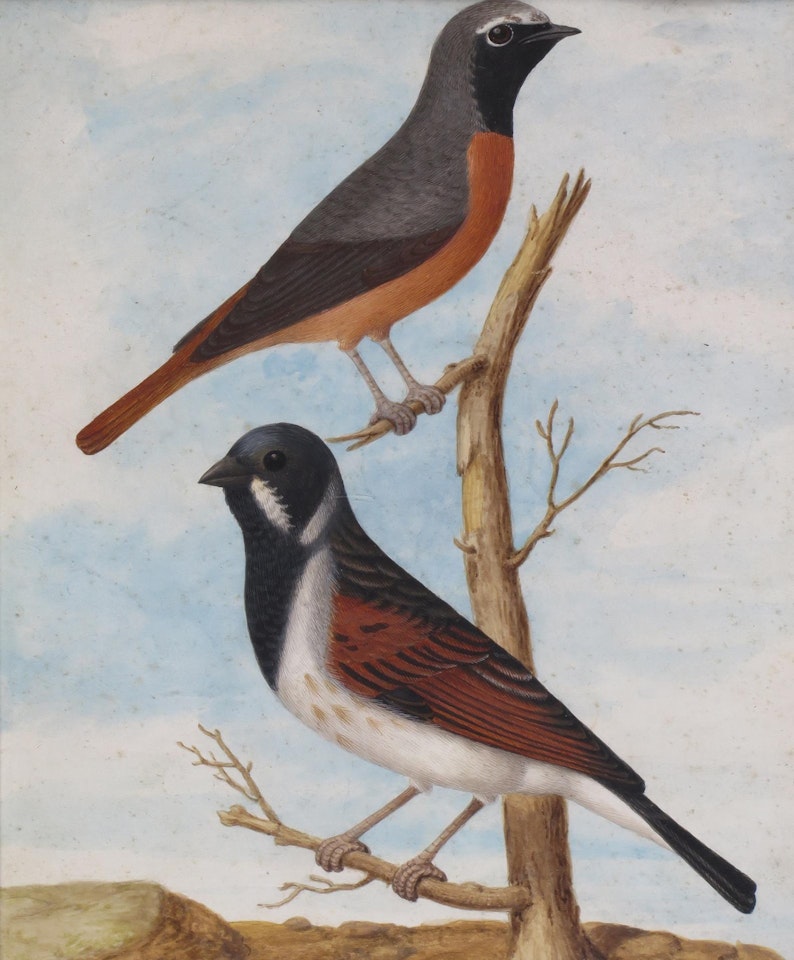 A male Red Cardinal bird by English School