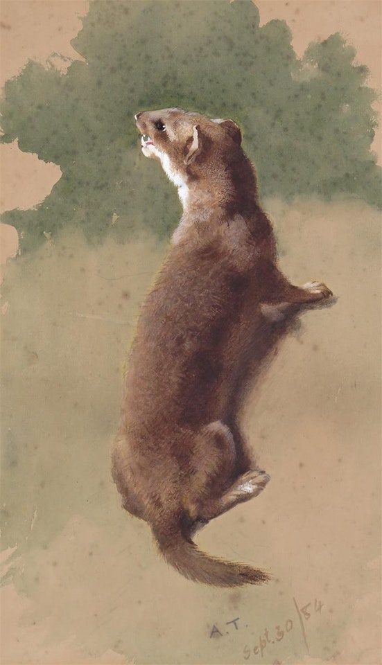 Study of a weasel by Archibald Thorburn
