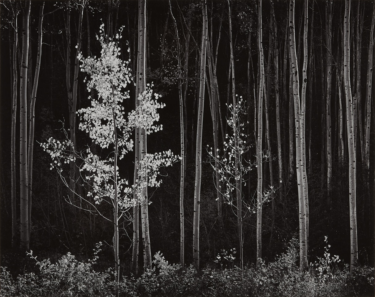 Aspens, Northern New Mexico by Ansel Adams