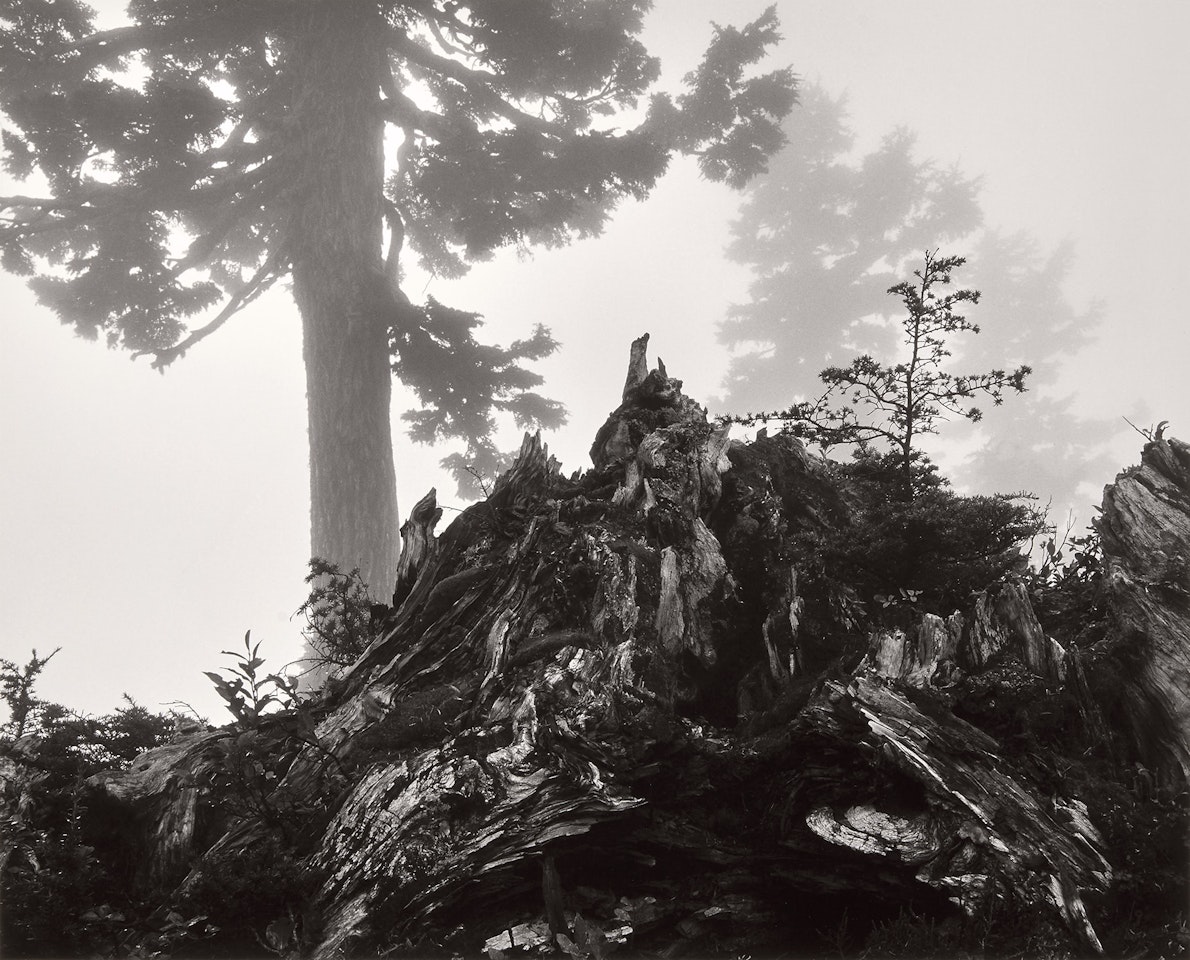 Tree, stump and mist, Northern Cascades, Washington by Ansel Adams
