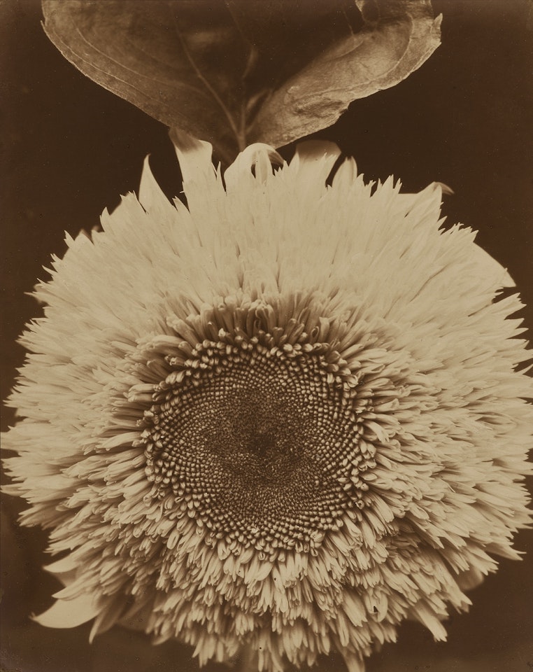 Double Sunflower by Edward Steichen