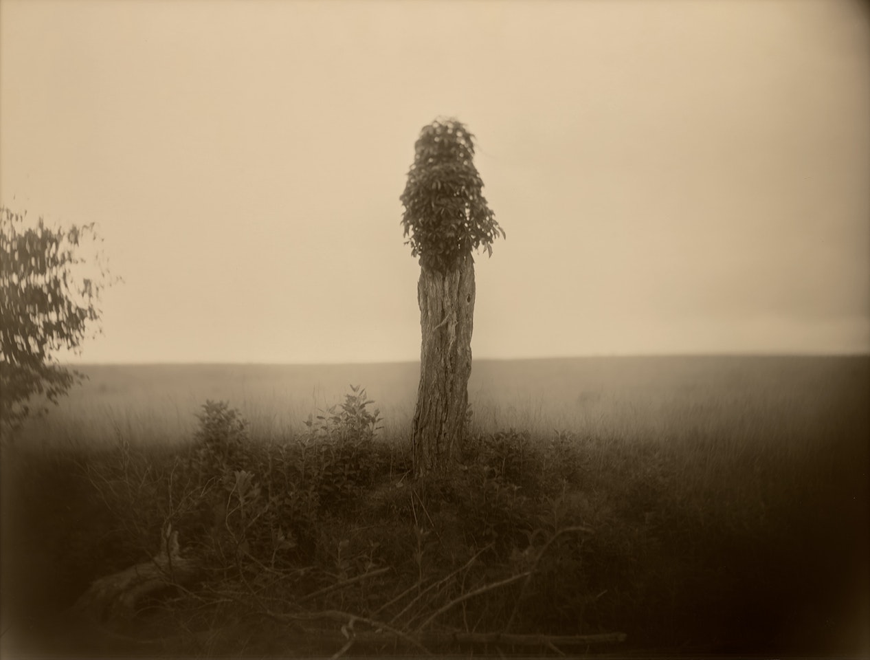 Virginia, Untitled (Morel) by Sally Mann