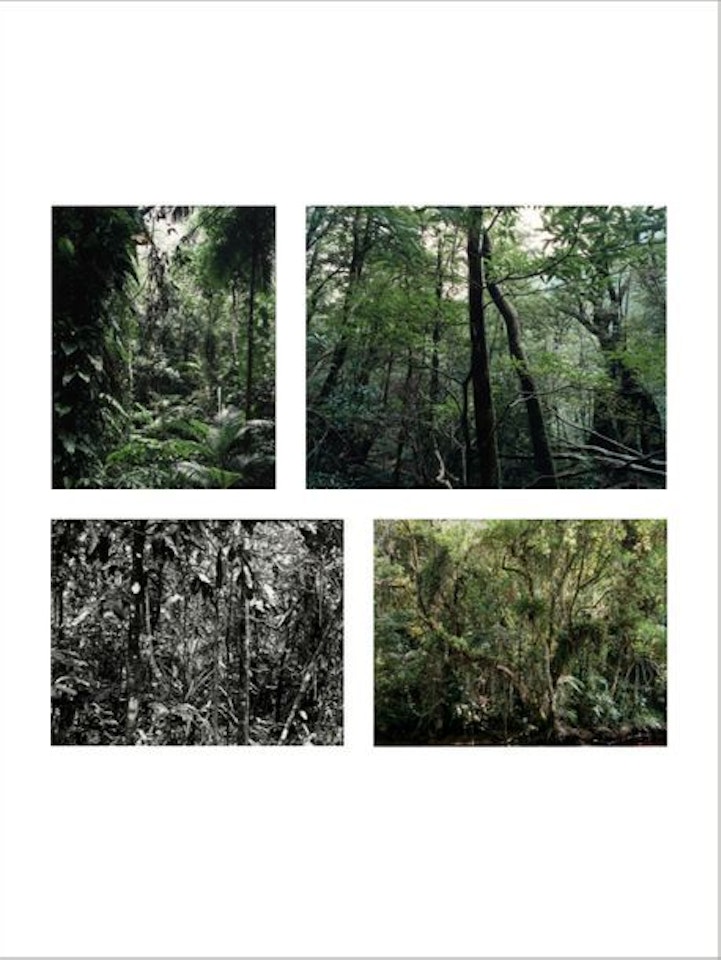 Portfolio comprenant quatre photographies.; Paradise: Daintree; Paradise: Yakushima; Paradise: San Francisco de Xavier; Paradise: Juquehy; Paradise: Daintree; Paradise: Yakushima; Paradise: San Francisco de Xavier; Paradise: Juquehy by Thomas Struth