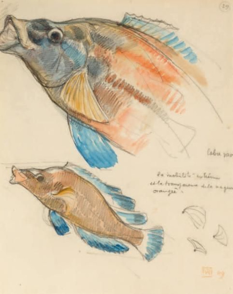 Two fish by Theo van Rysselberghe