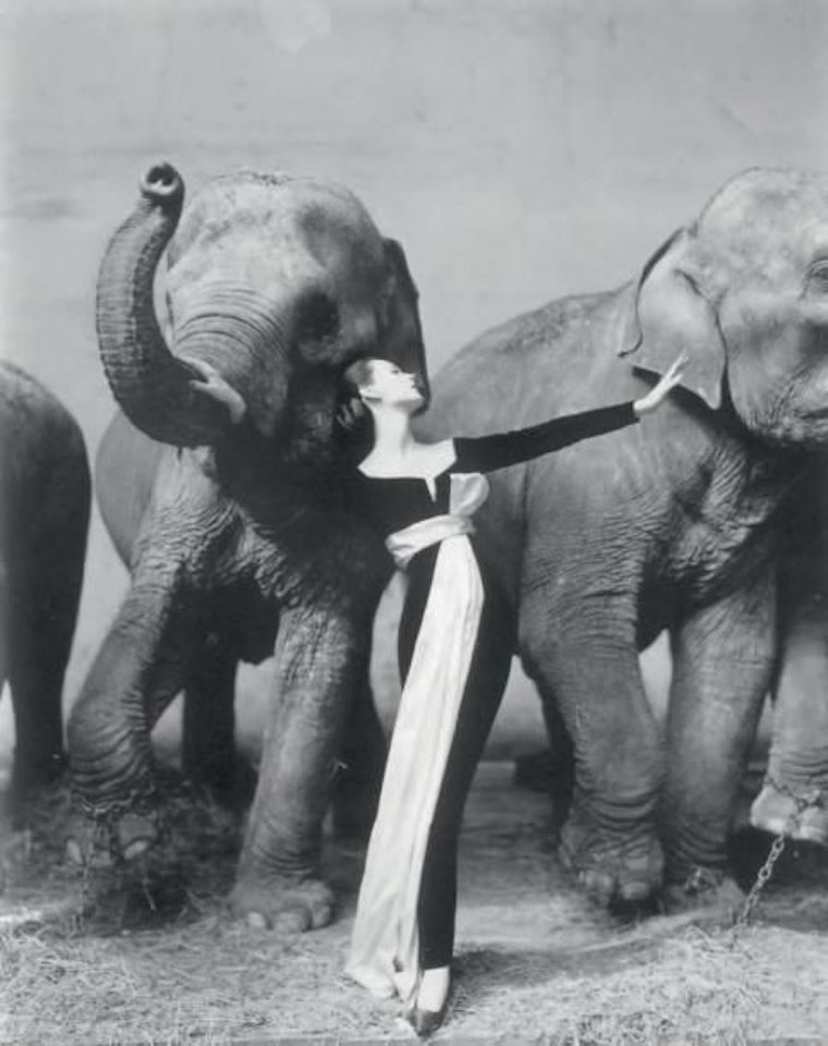 Dovima with the elephants by Richard Avedon
