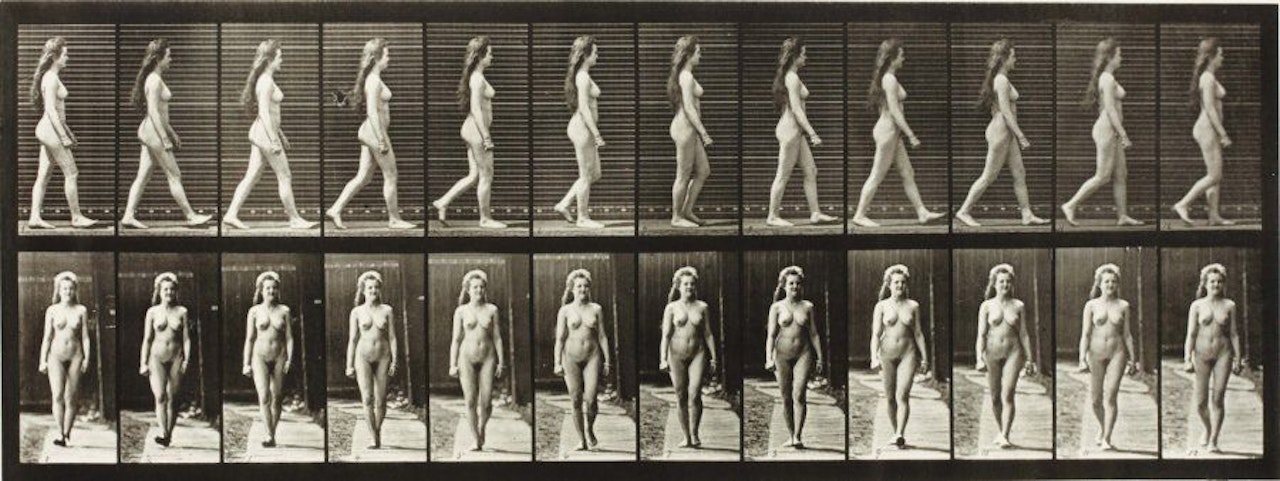 Animal locomotion, plate 17 by Eadweard Muybridge