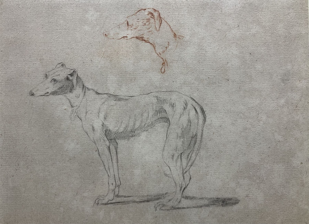 Study of a Greyhound by English School
