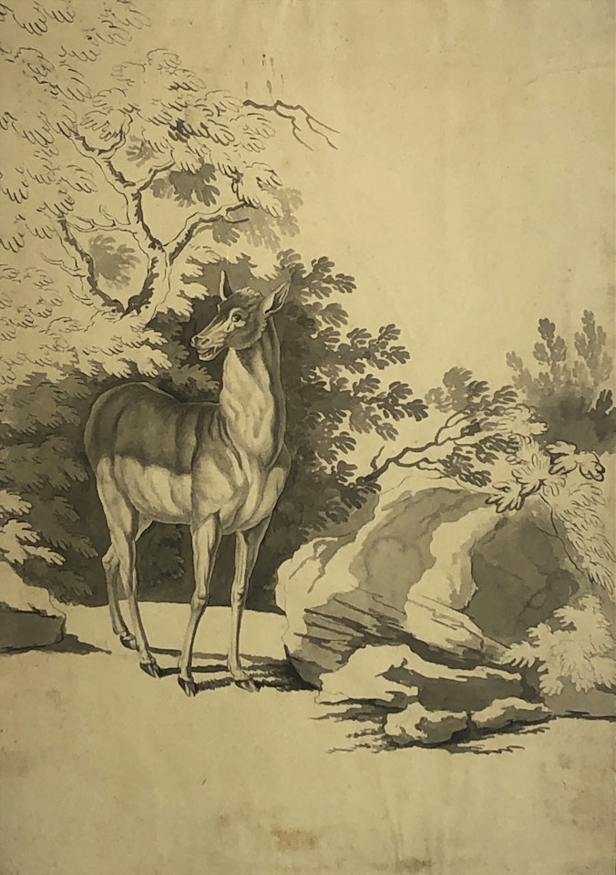 Study of a Deer by English School
