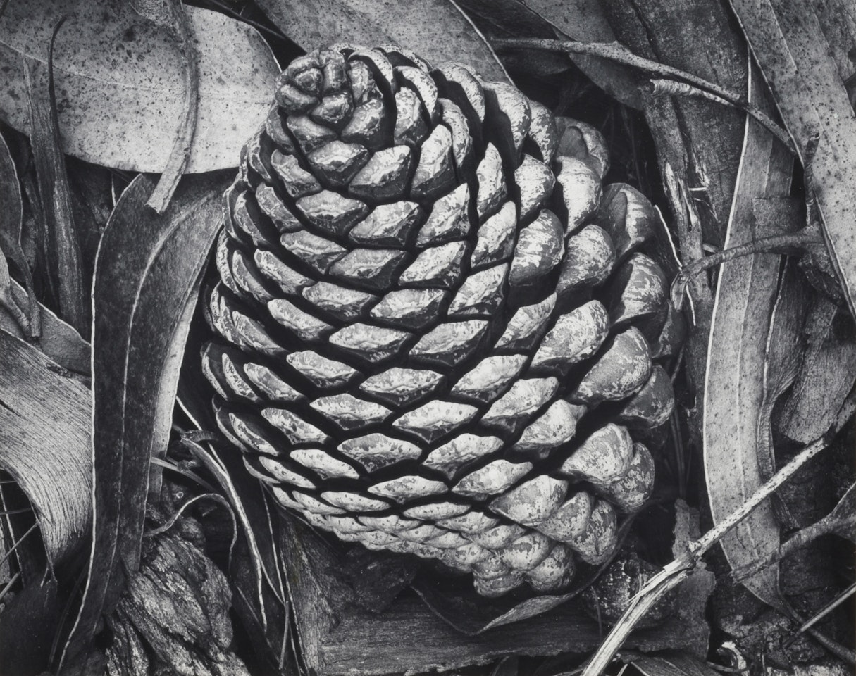 "Pine Cone and Eucalyptus Leaves" by Ansel Adams