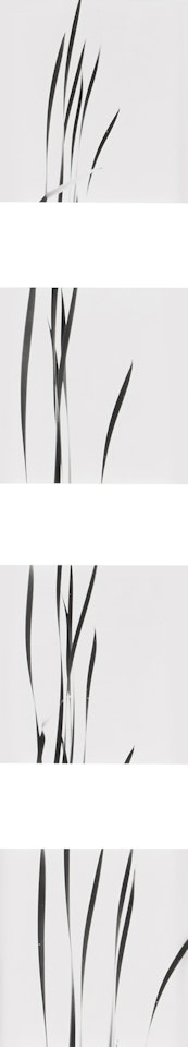 Cattails Against Sky by Harry Callahan