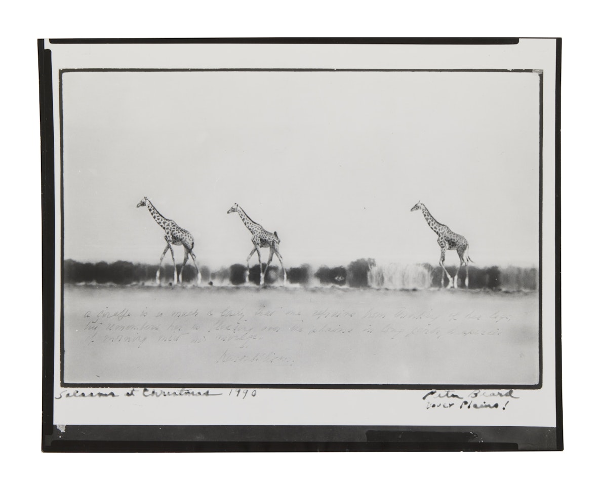 Selected Images (2 photographs) by Peter Beard