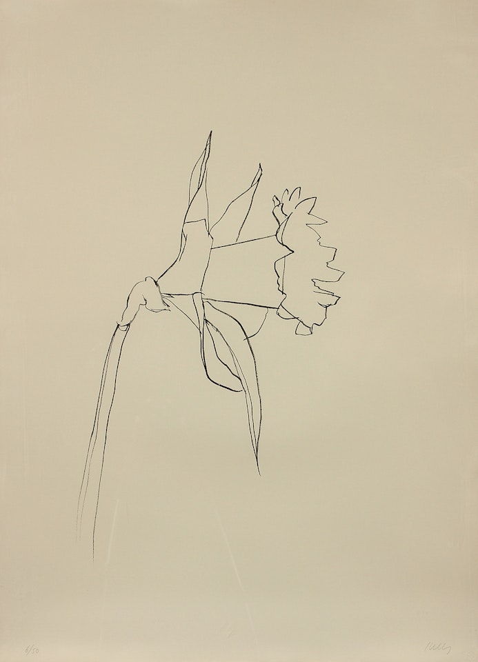 "Daffodil" by Ellsworth Kelly