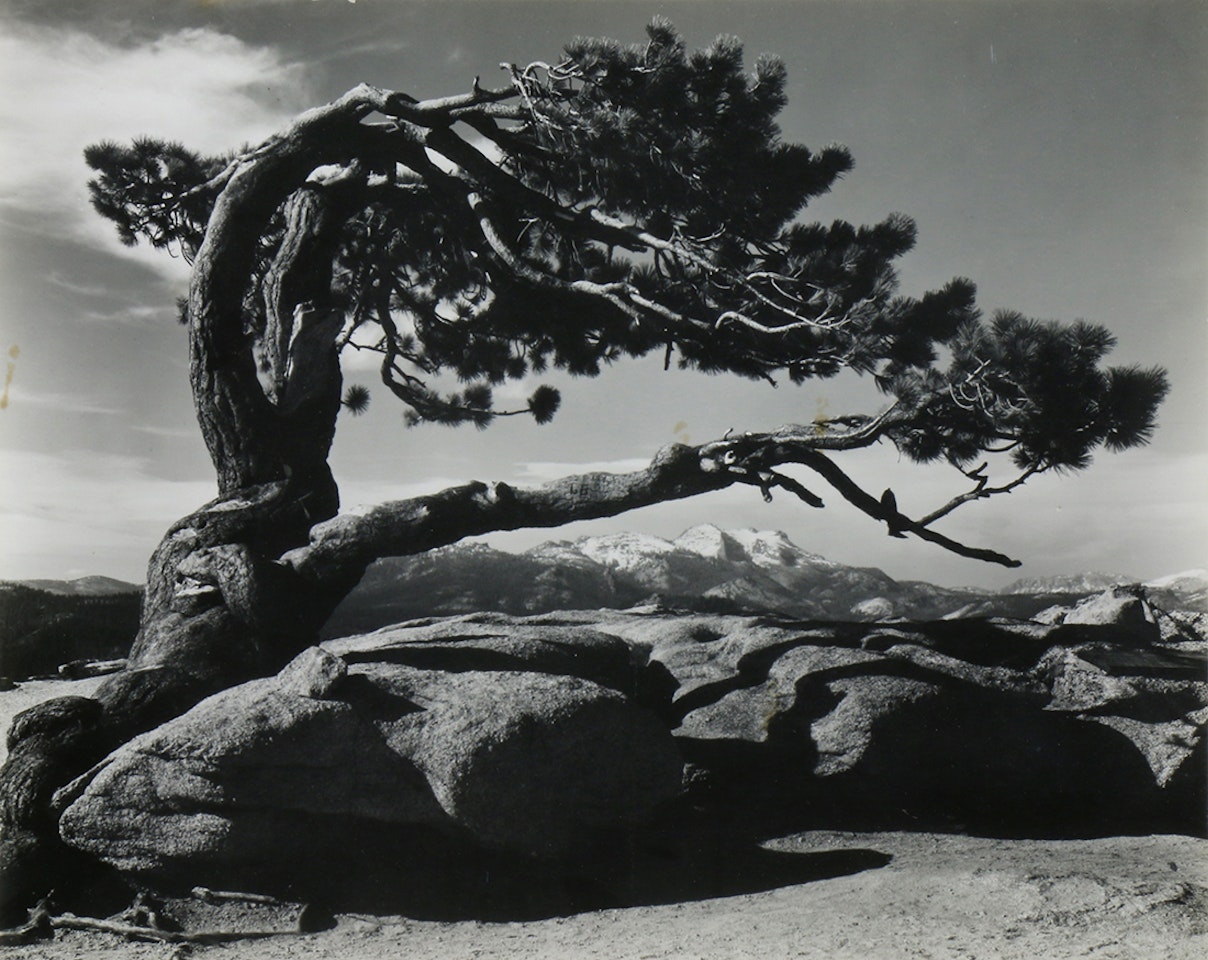 "Jeffrey Pine, Sentinel Dome," by Ansel Adams