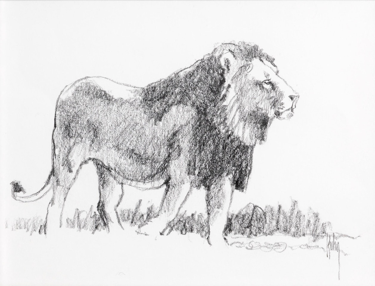 Untitled (Lion) by Bob Kuhn