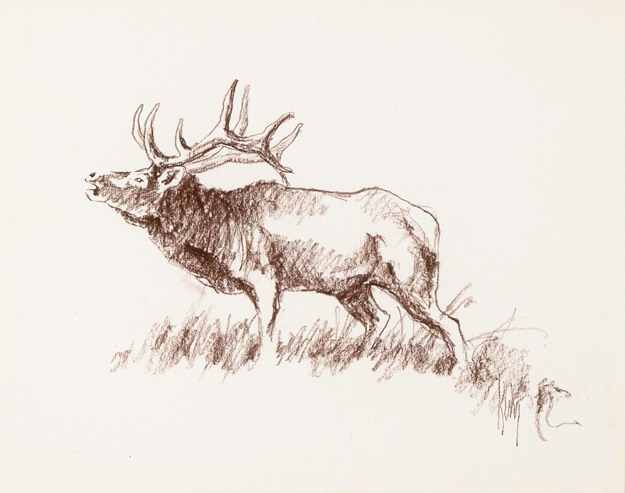 Untitled (Elk Bugling) by Bob Kuhn