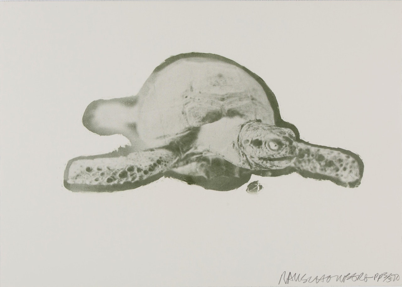 Unit (Turtle); "Rocky the Turtle" by Robert Rauschenberg