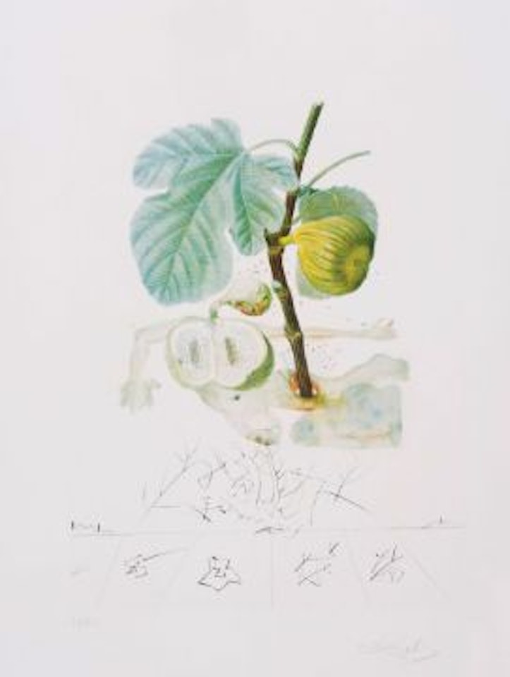 Homme Figuier (M.&L.345b) by Salvador Dali