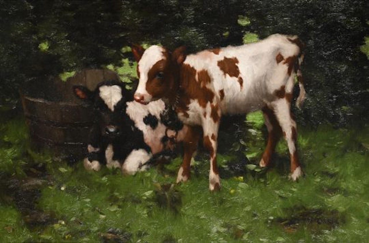 CALVES by David Gauld