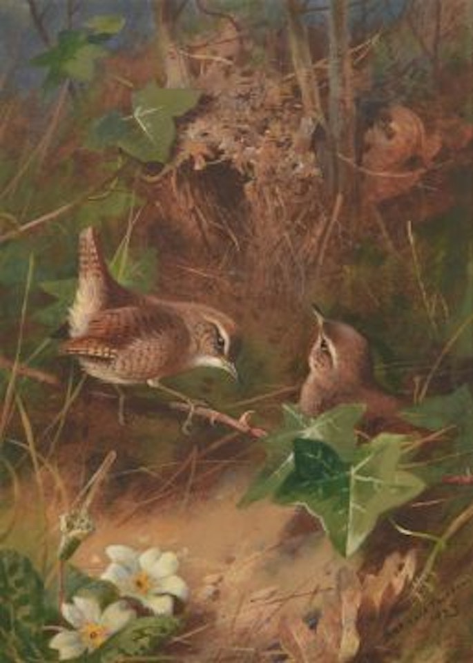 WRENS by Archibald Thorburn
