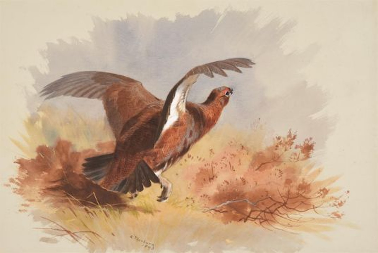 A SET OF FOUR GAME BIRDS; Cock pheasant running; Woodcock in cover; Grouse taking flight; Partridge at rest by Archibald Thorburn