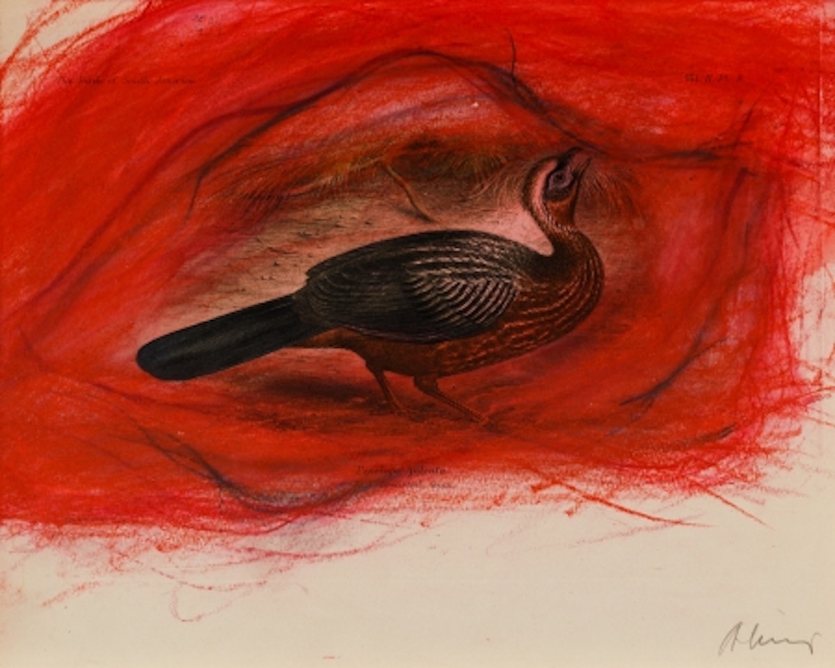 Penelope pileata - Red breasted guan by Arnulf Rainer