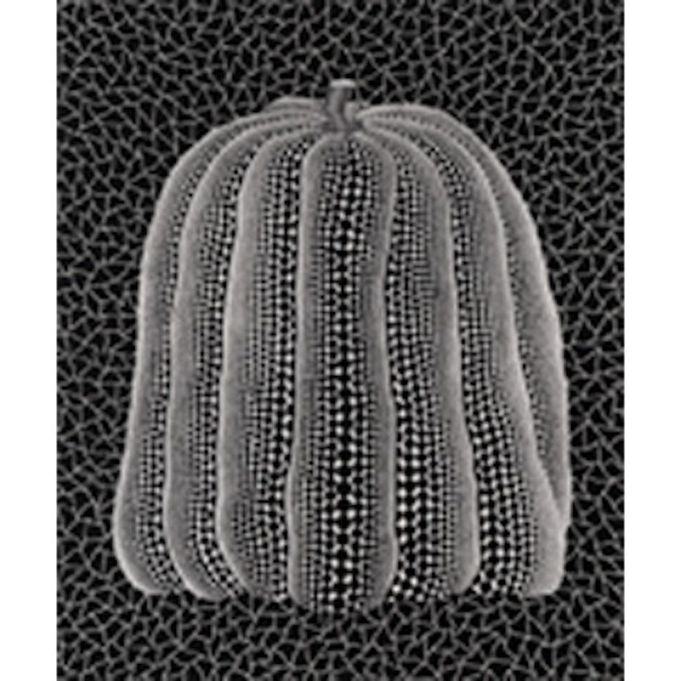 Pumpkin (White T) (Kusama 149) by Yayoi Kusama