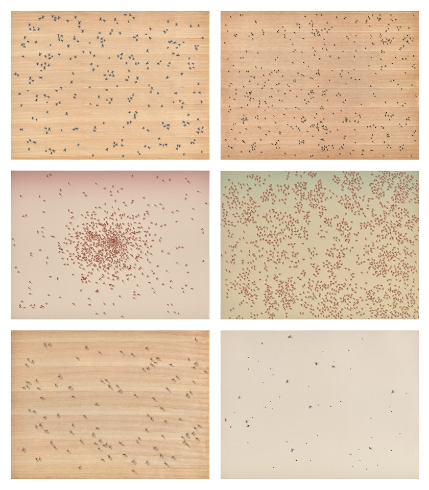 Insects (S. 1972.06, E. 60-65) by Ed Ruscha