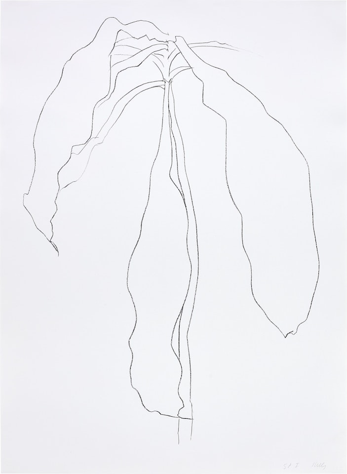Dracena II (G. 1208, A. 213) by Ellsworth Kelly