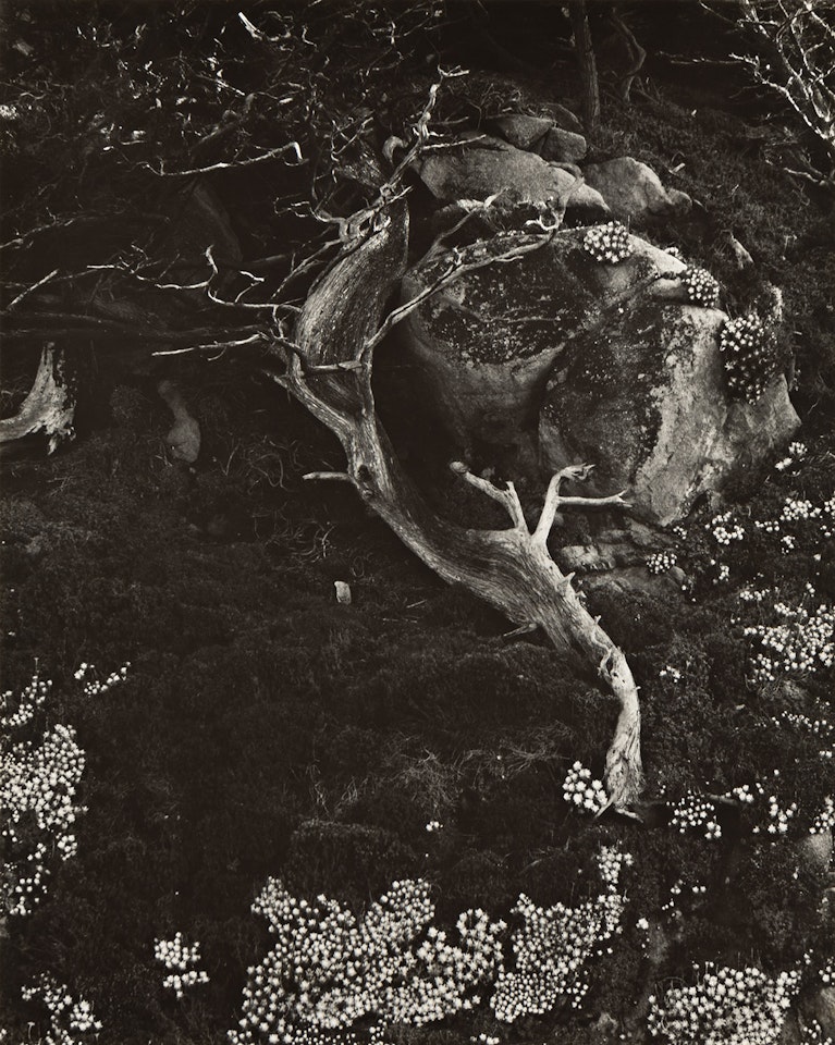 Cypress, Rock, Stone Crop by Edward Weston