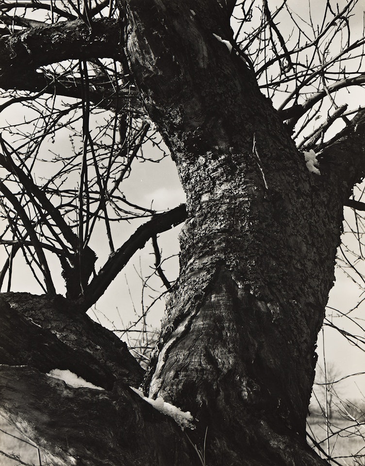 Trees and Snow, New England by Paul Strand
