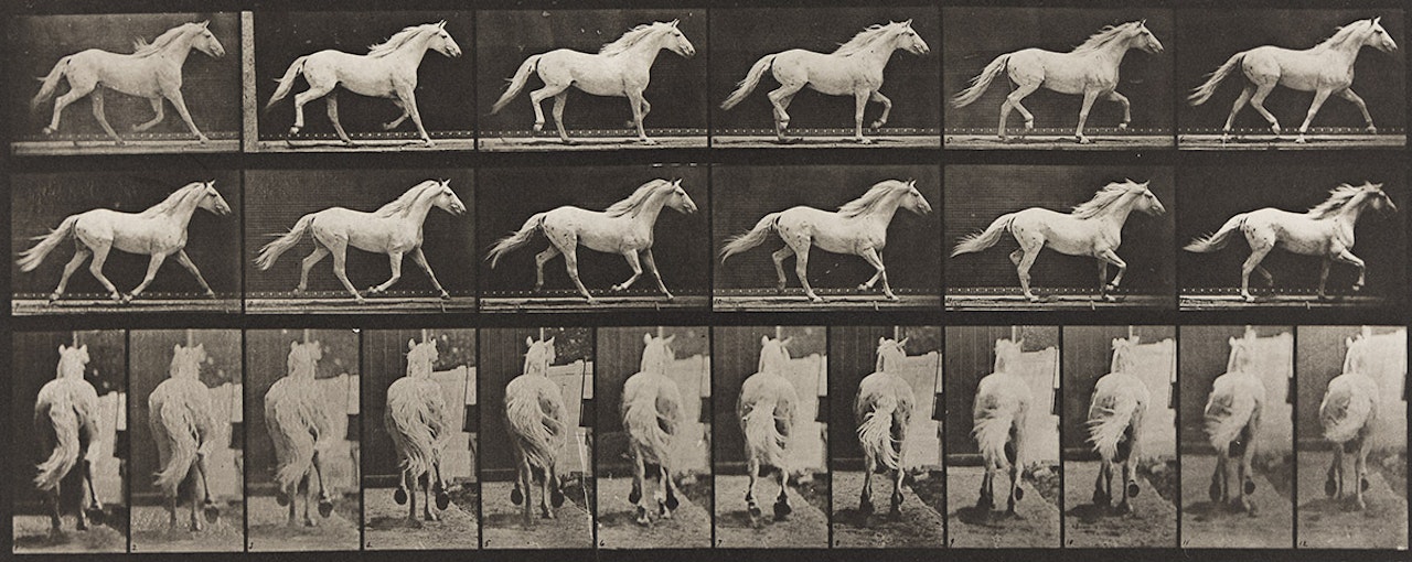 A selection of 4 plates representing horses from Animal Locomotion by Eadweard Muybridge