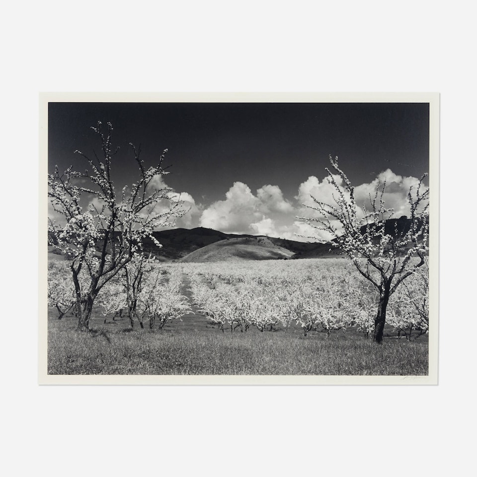 Orchard, South of San Jose, California by Ansel Adams