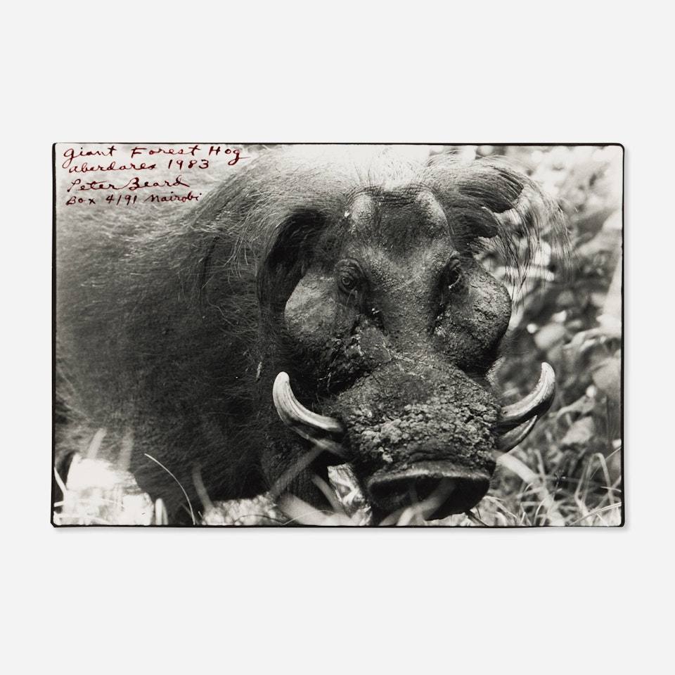 Giant Forest Hog, Aberdares by Peter Beard
