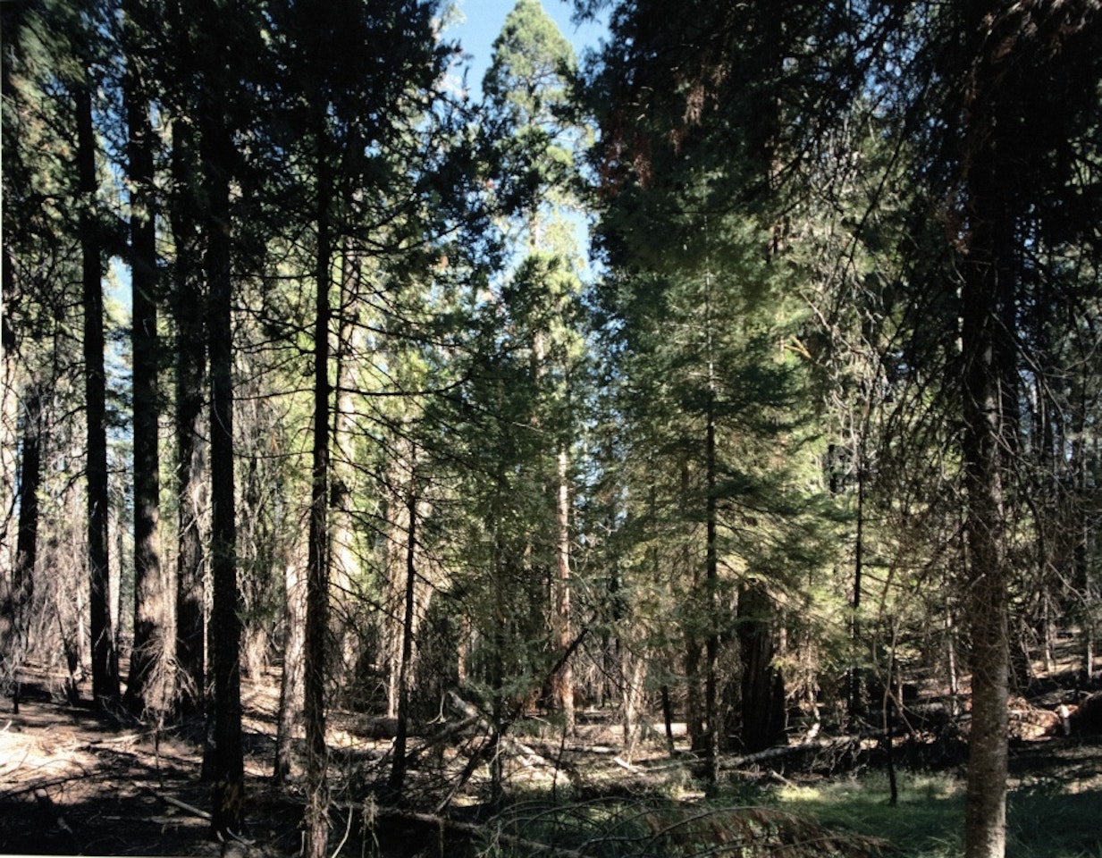 Paradies by Thomas Struth