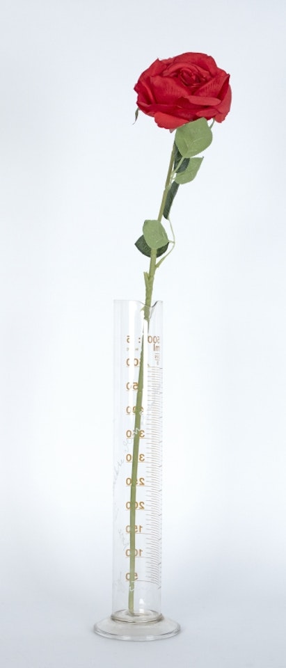 Rose für direkte Demokratie by Joseph Beuys