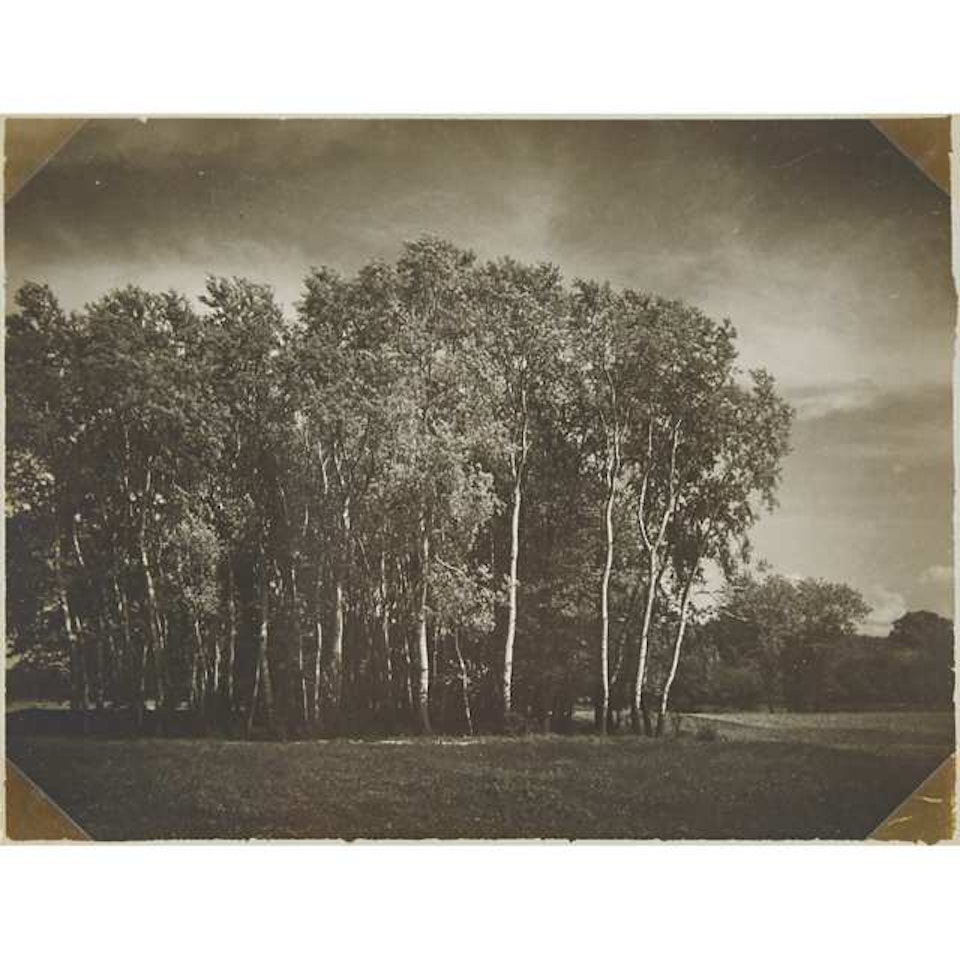 LANDSCAPE (WITH GROVE OF TREES IN HUNGARY) by André Kertész