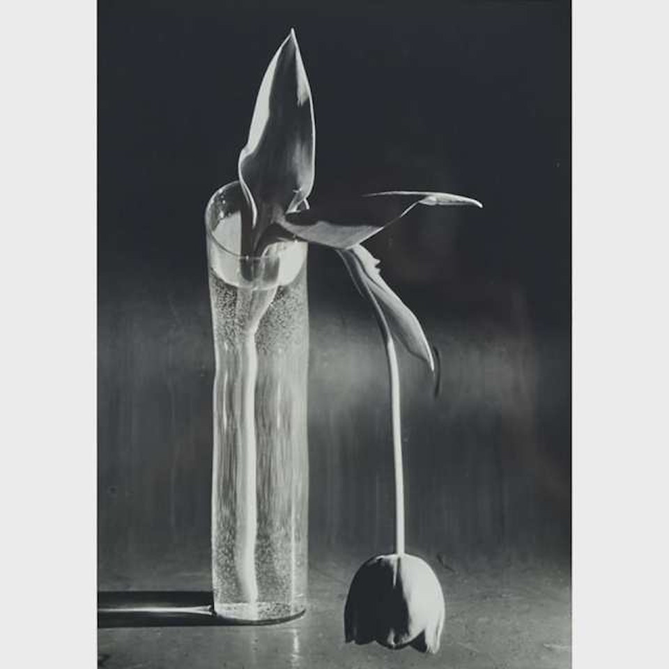 MELANCHOLIC TULIP by André Kertész