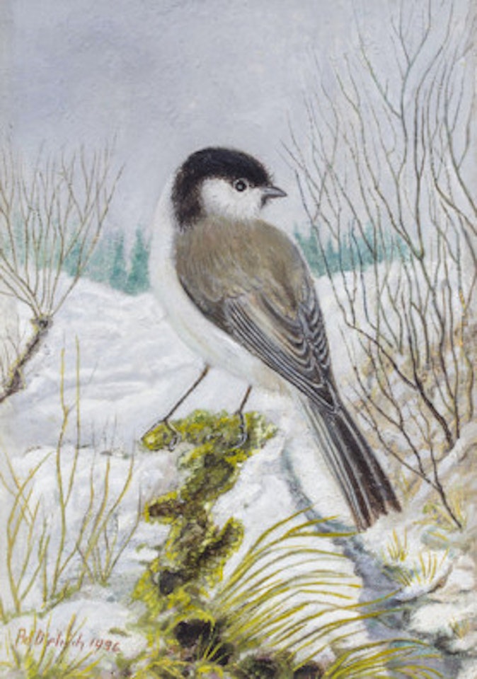 Marsh Tit by Adolf Dietrich