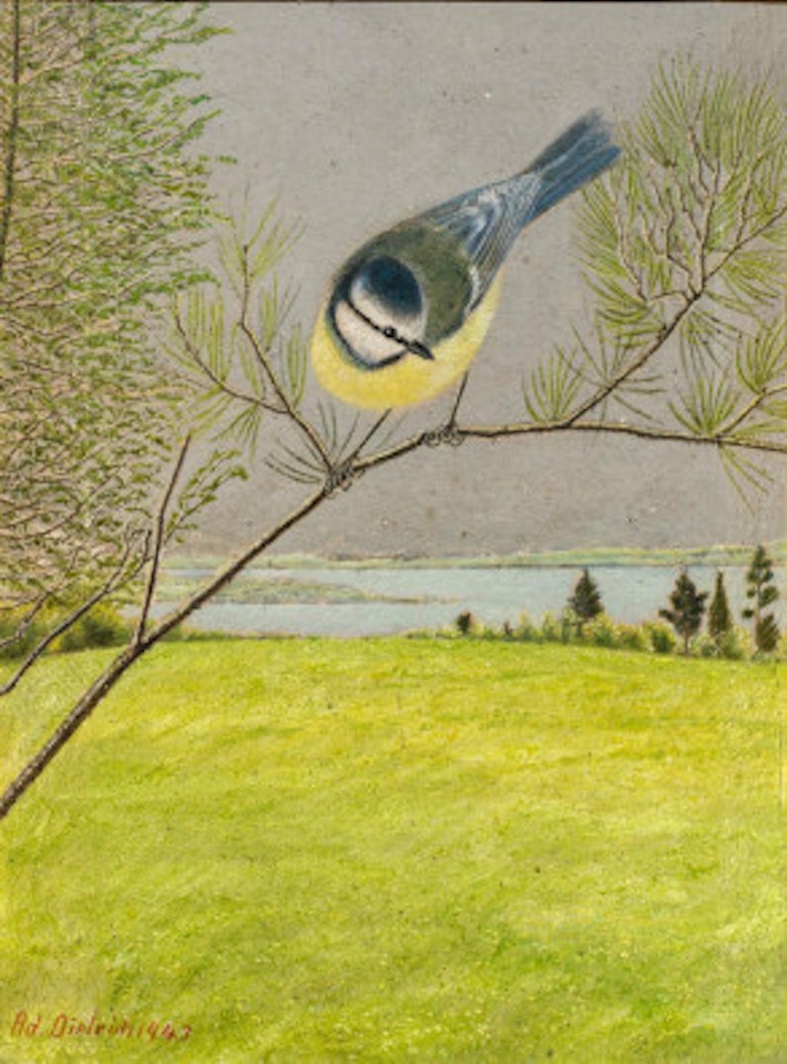 Blue tit on larch branch by Adolf Dietrich