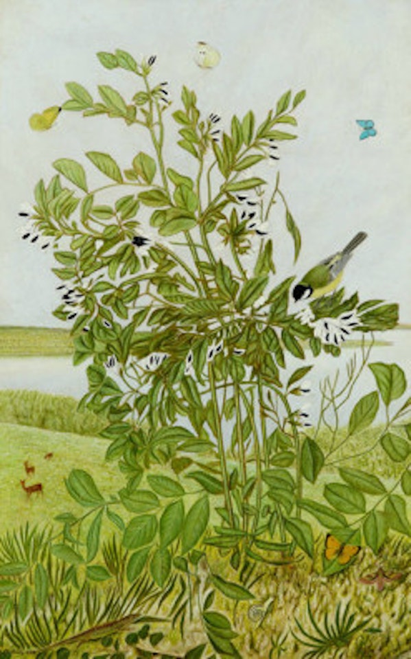 Soybeans by Adolf Dietrich