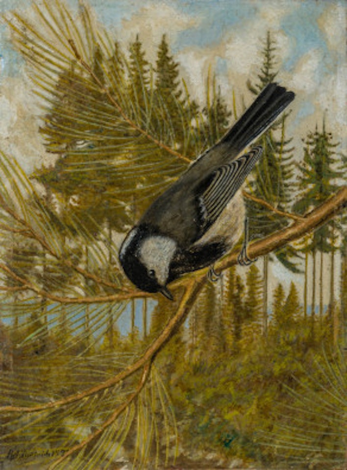 Coal Tit by Adolf Dietrich