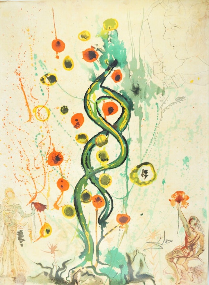 "The dream of an alchemist or the tree of life", illustration for the Alchemy of the Philosophers by Salvador Dali
